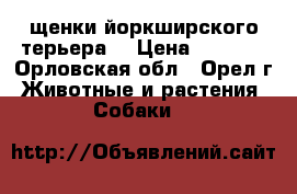 щенки йоркширского терьера  › Цена ­ 8 000 - Орловская обл., Орел г. Животные и растения » Собаки   